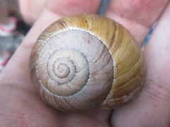 Xanthomelon saginatum