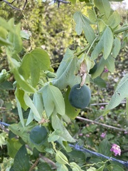 Passiflora subpeltata