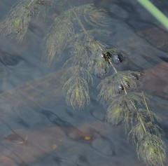 Ceratophyllum demersum image