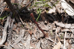 Dipodium roseum