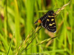 Phalaenoides tristifica