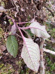 Phytolacca sandwicensis