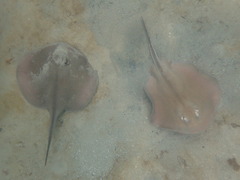 Trygonoptera imitata