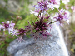 Lobelia jasionoides