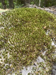Rosulabryum