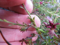 Lobelia jasionoides