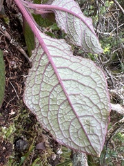 Phytolacca sandwicensis