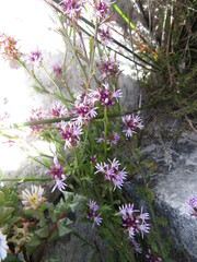 Lobelia jasionoides