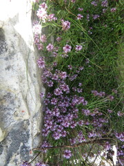Lobelia jasionoides