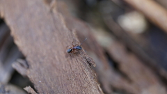 Camponotus innexus