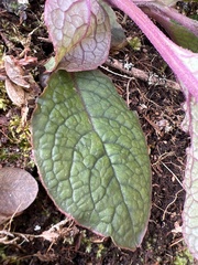 Phytolacca sandwicensis