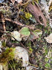 Phytolacca sandwicensis