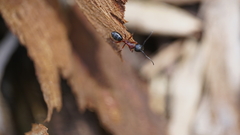 Camponotus innexus