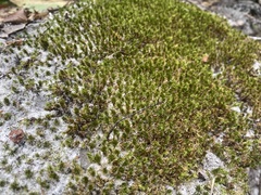 Rosulabryum
