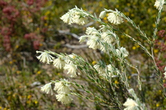 Pimelea octophylla