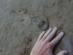 Trygonorrhina dumerilii