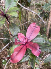 Myrsine lessertiana