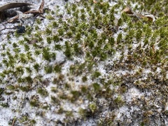 Rosulabryum