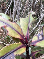Myrsine lessertiana