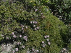 Petrophile linearis