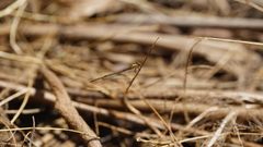 Austrolestes analis