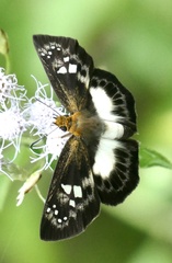 Gerosis celebica