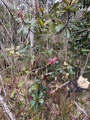 Myrsine lessertiana