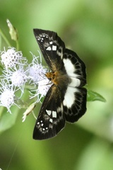 Gerosis celebica