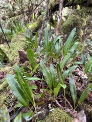 Elaphoglossum wawrae