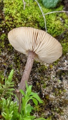 Melanoleuca cinereifolia