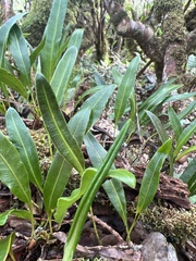Elaphoglossum wawrae