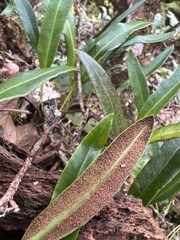 Elaphoglossum wawrae