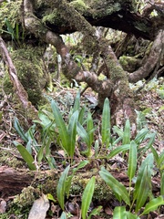 Elaphoglossum wawrae