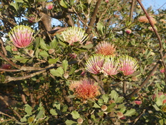 Banksia cuneata