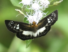 Gerosis celebica