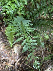 Asplenium acuminatum