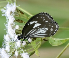 Euploea hewitsonii