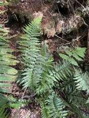 Asplenium acuminatum