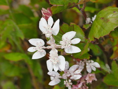 Xanthosia rotundifolia