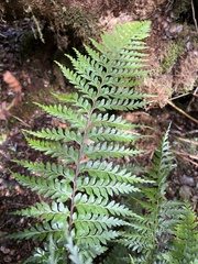 Asplenium acuminatum