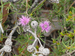 Kunzea