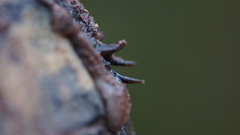 Kinosternon hirtipes murrayi