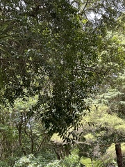 Metrosideros robusta