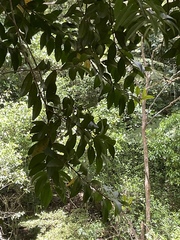 Metrosideros robusta