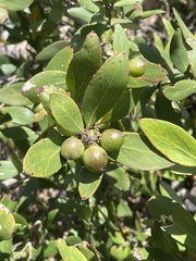Persoonia confertiflora