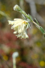 Pimelea octophylla