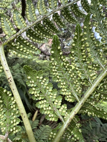 Marattia douglasii observed 2022-11-05