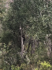 Pseudocheirus occidentalis