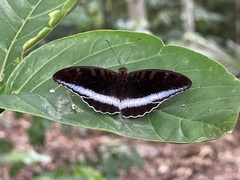 Tanaecia iapis