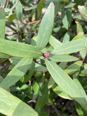 Persoonia confertiflora